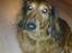 Gravhund Muttley R.I.P  - Verdens dejligste gravhund! :)