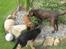 Gravhund Muttley R.I.P  - Naboen Molly, Muttley og Kiba :)