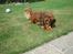 Gravhund Muttley R.I.P 