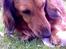 Gravhund Muttley R.I.P  - guffe guffe guffe :)