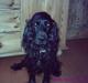 Cocker spaniel Bølle/bb (bølle bassen)
