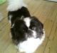 Pekingeser Manfred