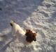 Blanding af racer Bamse