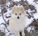 Pomeranian Malou 