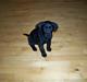 Labrador retriever jake