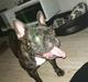 Fransk bulldog Bella