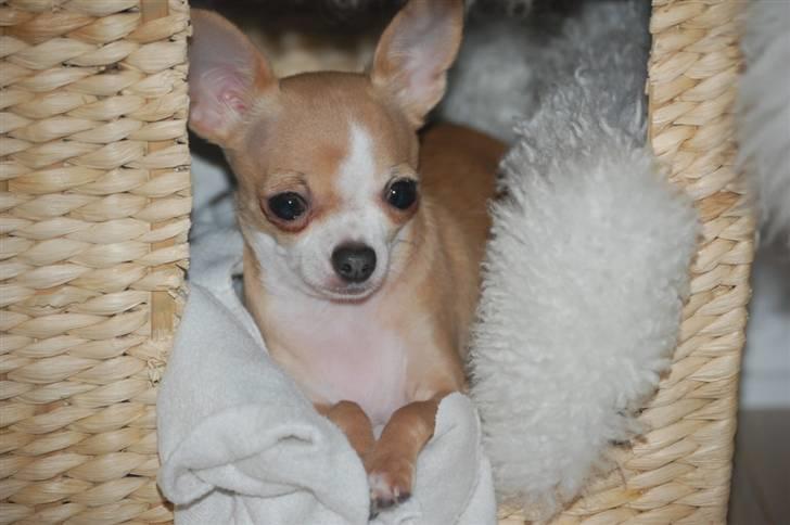 Chihuahua Saga billede 14