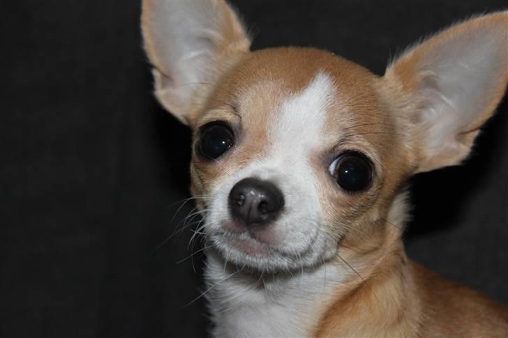 Chihuahua Saga billede 15