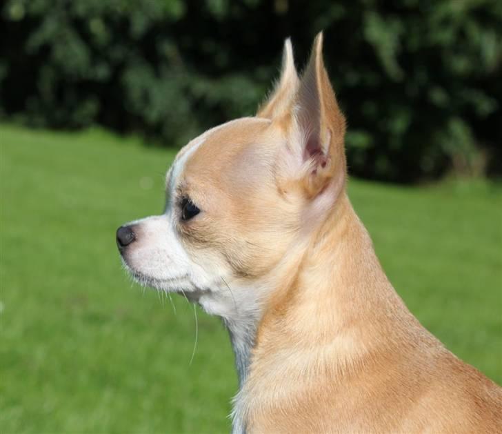 Chihuahua Saga billede 11