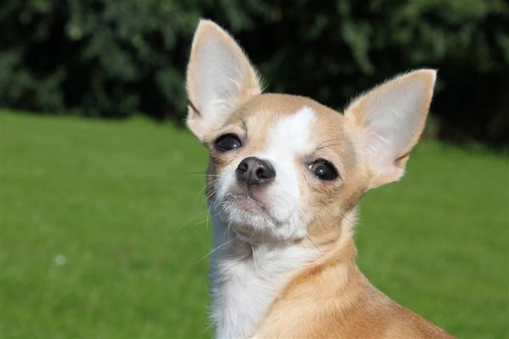 Chihuahua Saga billede 10