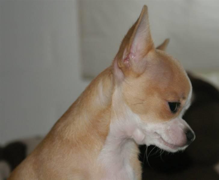 Chihuahua Saga billede 16