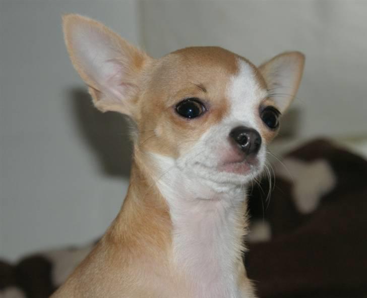 Chihuahua Saga billede 17