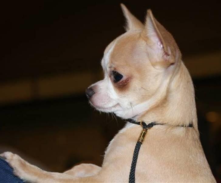 Chihuahua Saga billede 18