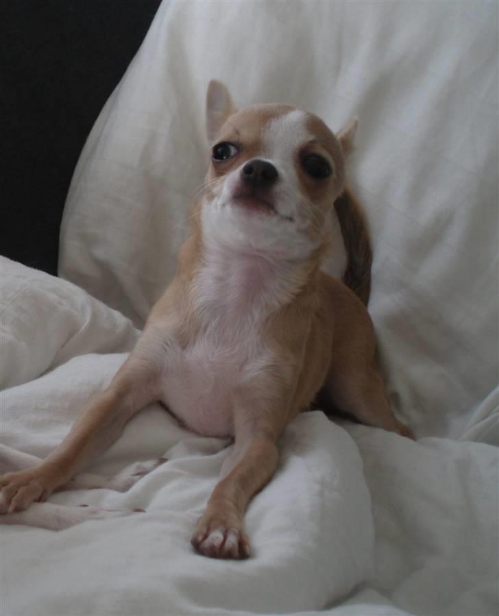 Chihuahua Saga billede 19