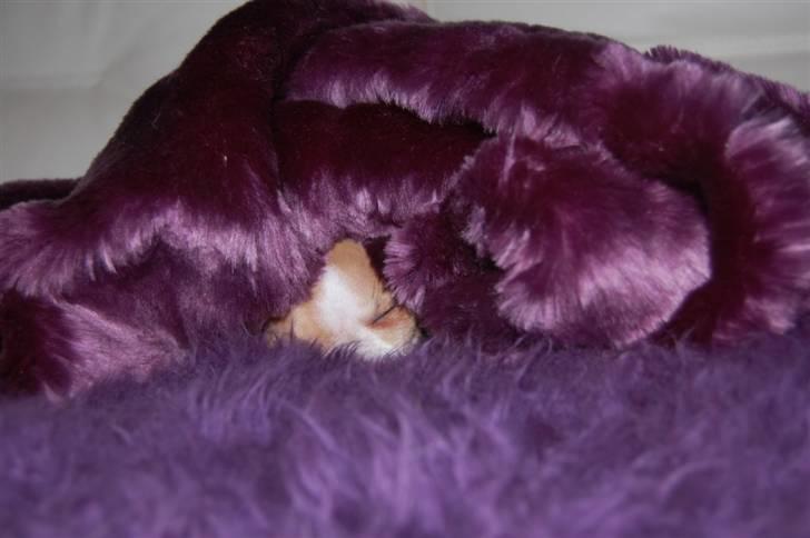 Chihuahua Saga billede 20