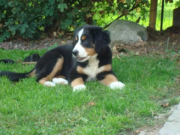 Berner sennenhund Wilma billede 1