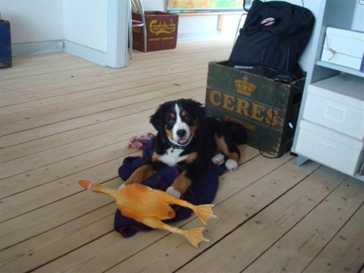 Berner sennenhund Wilma billede 2