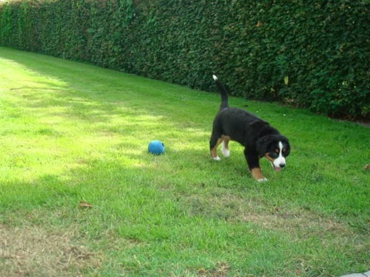 Berner sennenhund Wilma billede 3