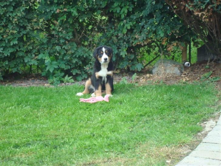 Berner sennenhund Wilma billede 4