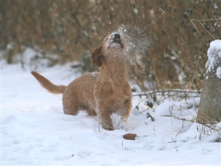 Gravhund Sønderskoven's K-Cocio billede 14