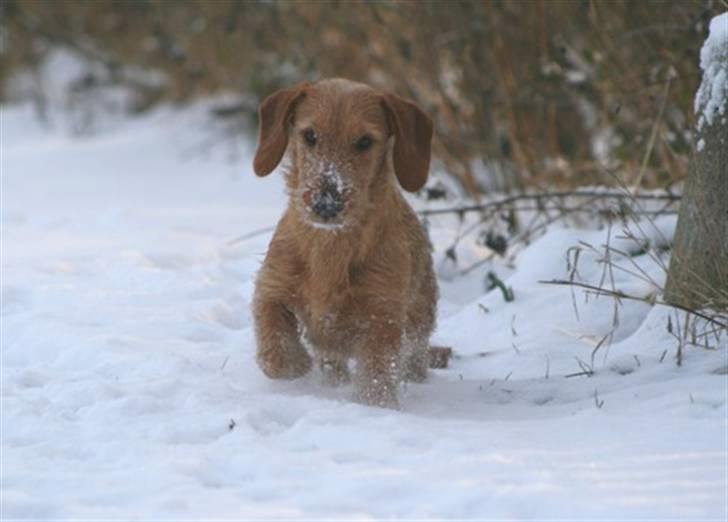 Gravhund Sønderskoven's K-Cocio billede 15