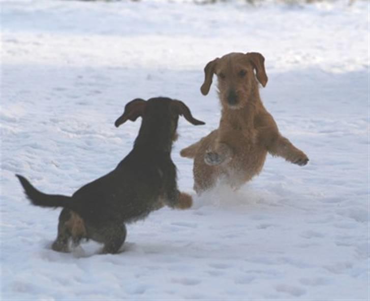 Gravhund Sønderskoven's K-Cocio - Nikoline og Cocio :)  billede 16