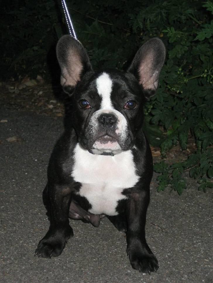 Fransk bulldog Kato (min brors) billede 17