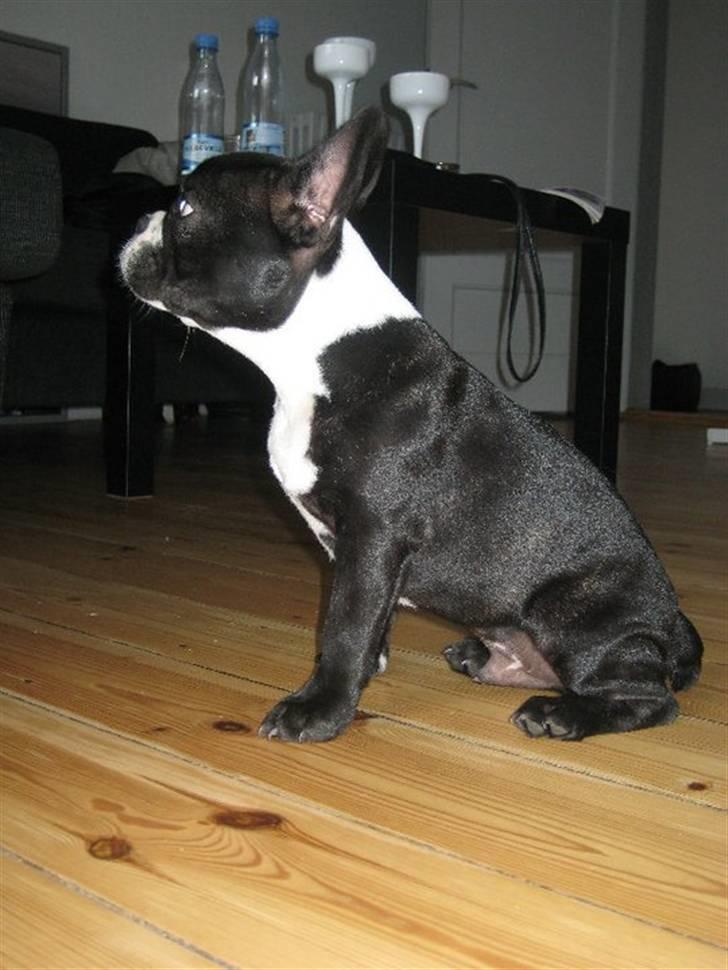 Fransk bulldog Kato (min brors) billede 18