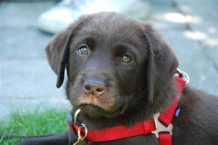Labrador retriever Nala - Endelig hjemme billede 1