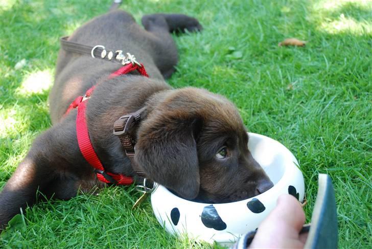 Labrador retriever Nala - Man blir tørstig efter den lange køretur billede 2