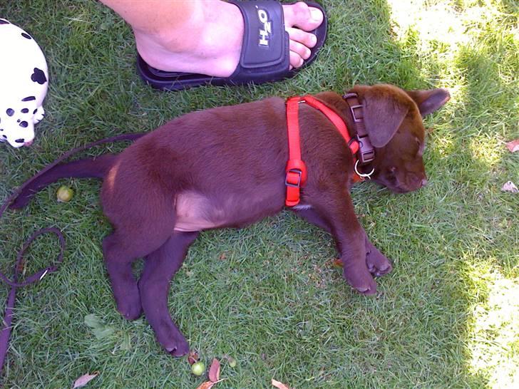 Labrador retriever Nala - Og man bliver bestemt også træt billede 3