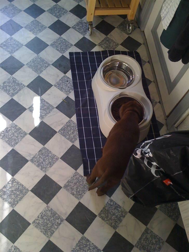 Labrador retriever Nala - Første møde med min store madskål billede 4