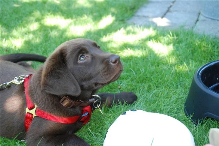 Labrador retriever Nala - Var der nogen der sagde MAD!!!!! billede 5