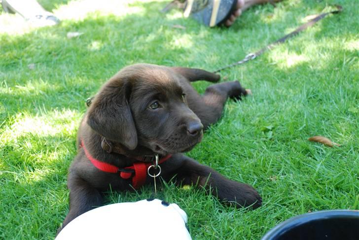 Labrador retriever Nala - Hold op hvor jeg klæder den her græsplæne. billede 6