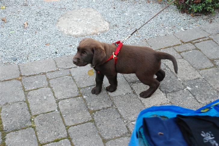 Labrador retriever Nala - Nala på opdagelse billede 7