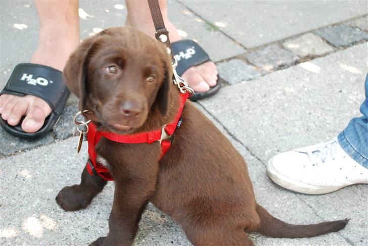 Labrador retriever Nala - Se hvor sød jeg er. billede 8