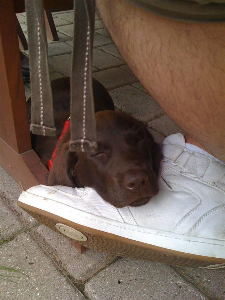 Labrador retriever Nala - Så er der middagslur. billede 9