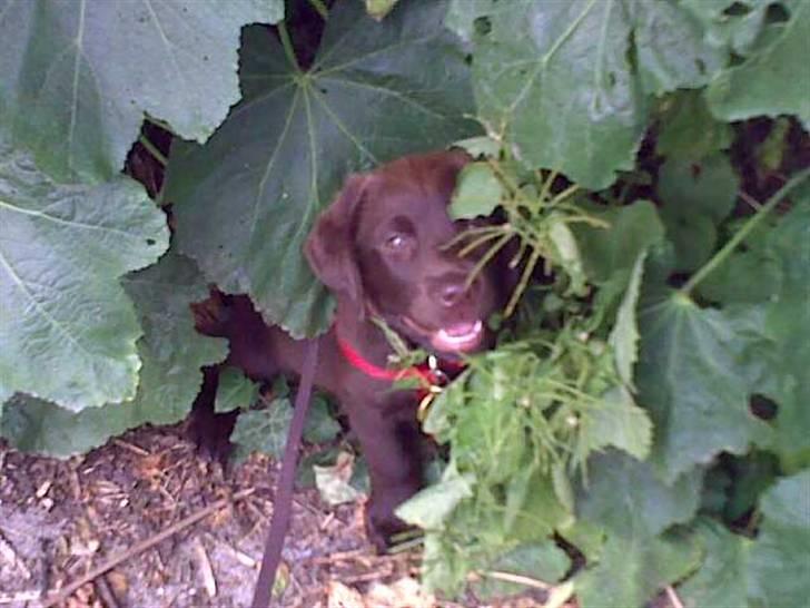 Labrador retriever Nala - Hvis jeg nu bare sidder helt stille, så er der ingen der kan se mig. billede 10