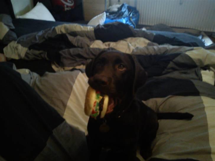 Labrador retriever Nala - Mmmm god burger. billede 11