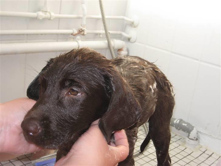 Labrador retriever Nala - Jeg magter det ikke... billede 12