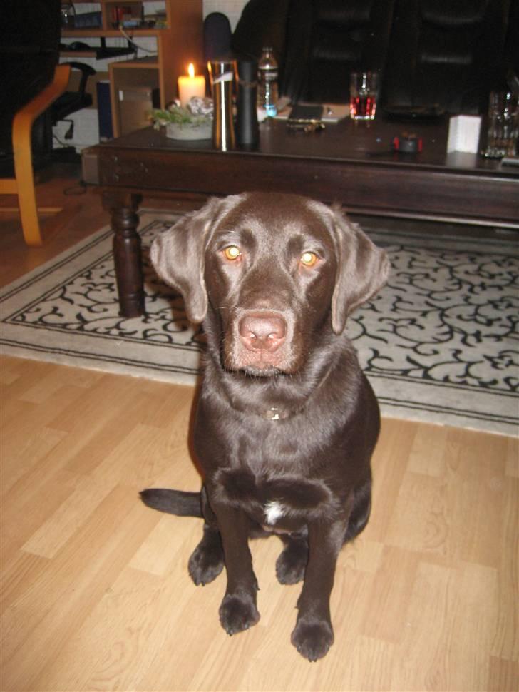 Labrador retriever Nala - Nala den 19 Dec. 2010. 7 måneder idag billede 13
