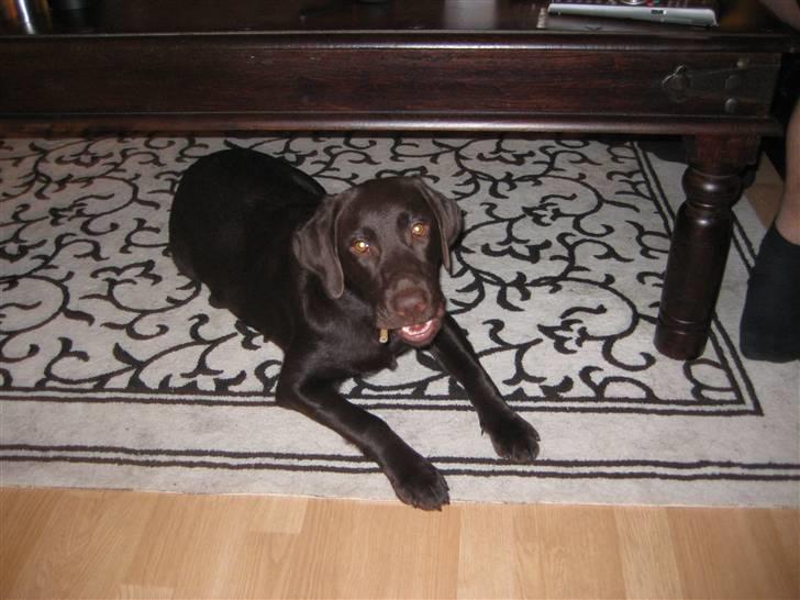 Labrador retriever Nala - Nala den 19 Dec. 2010. 7 måneder idag billede 14