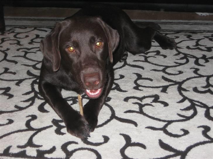 Labrador retriever Nala - Nala den 19 Dec. 2010. 7 måneder idag billede 15