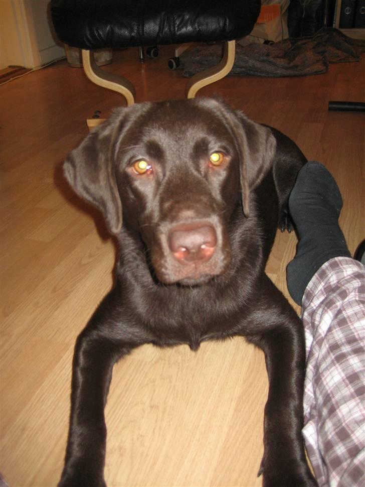 Labrador retriever Nala - Nala den 19 Dec. 2010. 7 måneder idag billede 16