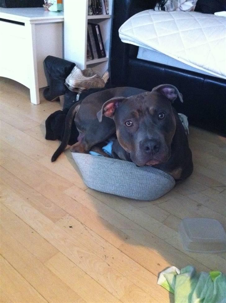 Amerikansk staffordshire terrier Capone( R.I.P) billede 17