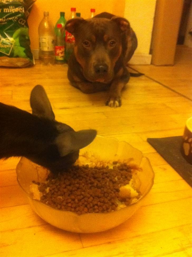 Amerikansk staffordshire terrier Capone( R.I.P) billede 18