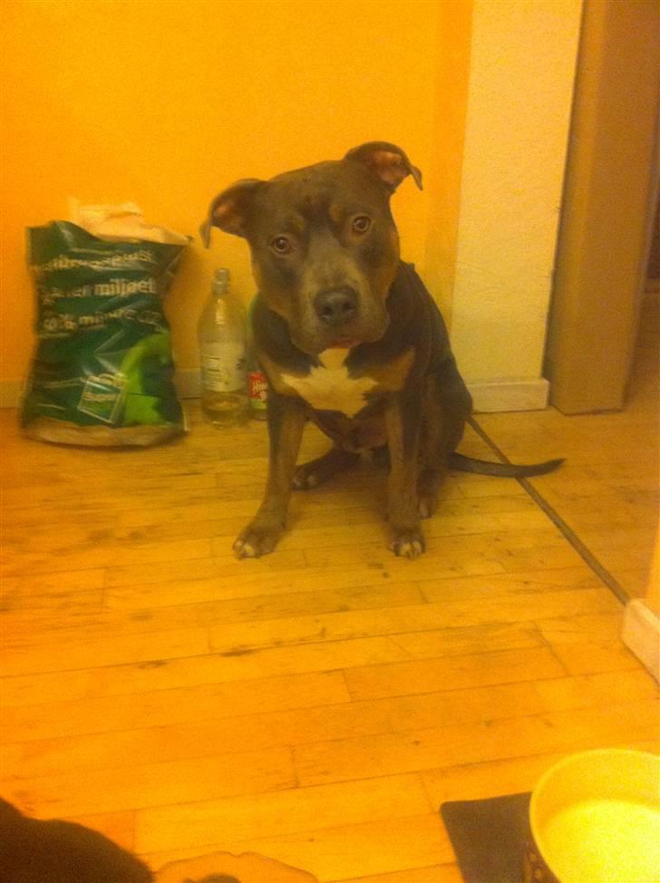 Amerikansk staffordshire terrier Capone( R.I.P) billede 19