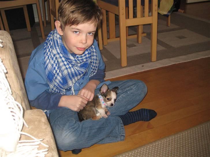 Chihuahua Smølfen billede 17