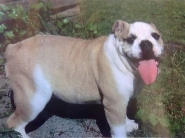 Engelsk bulldog Cayenne - Yenne - 4 mdr billede 1