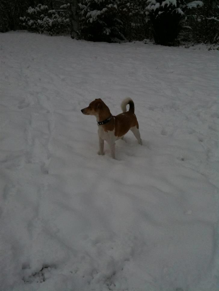 Dansk svensk gaardhund Miley - Miley's 2 gang i sneen billede 6